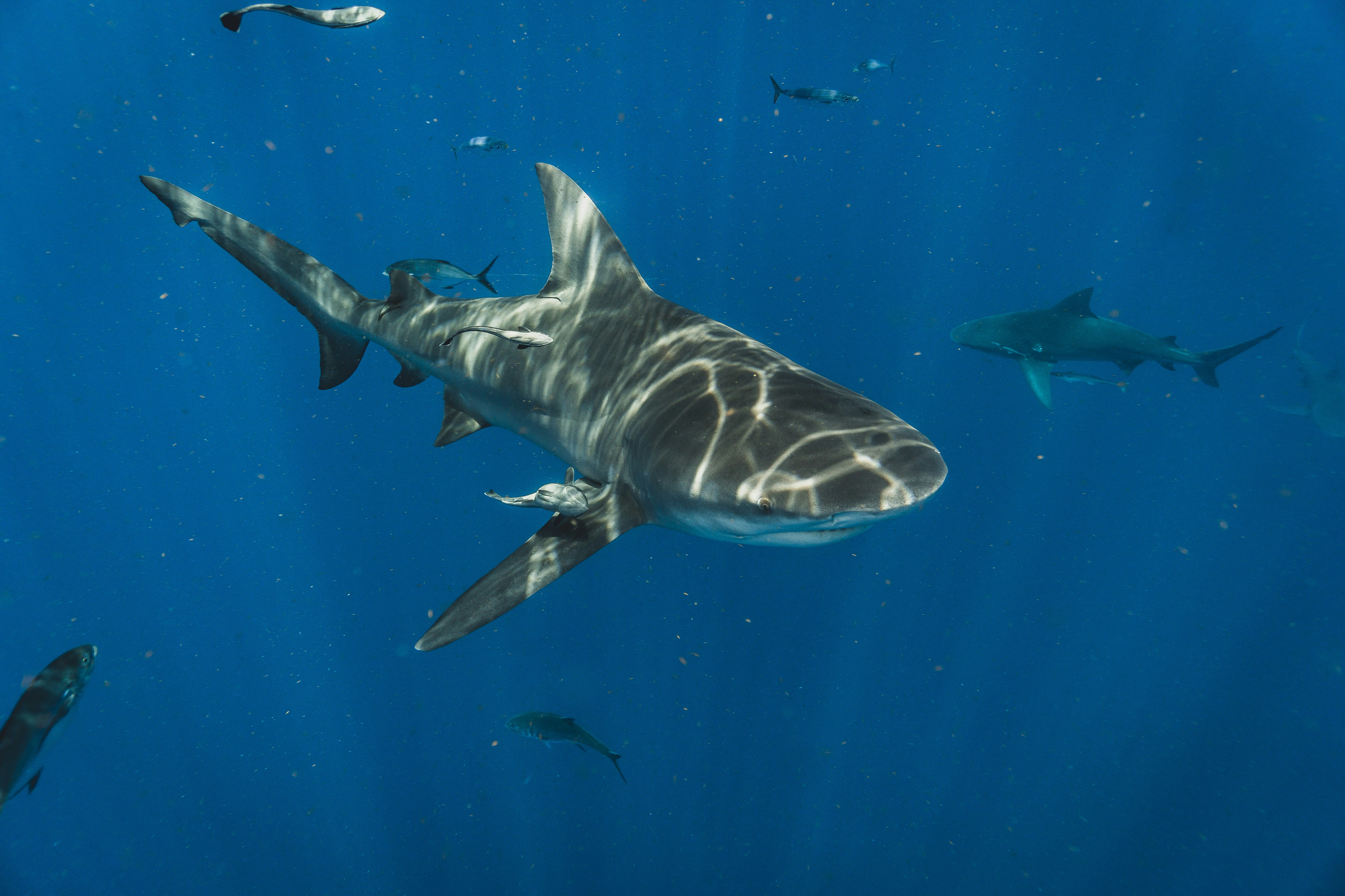 grey shark in water during daytime